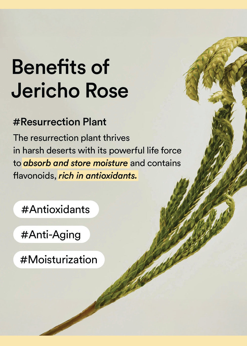 Abib Collagen Eye Creme Jericho Rose 30ml
