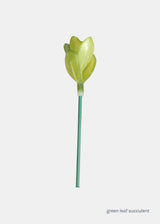 Green Leaf Succulent