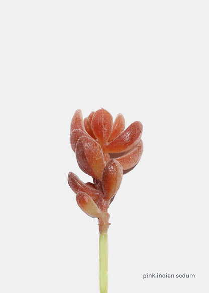 Official Key Items Artificial Succulents - Pink Indian Sedum