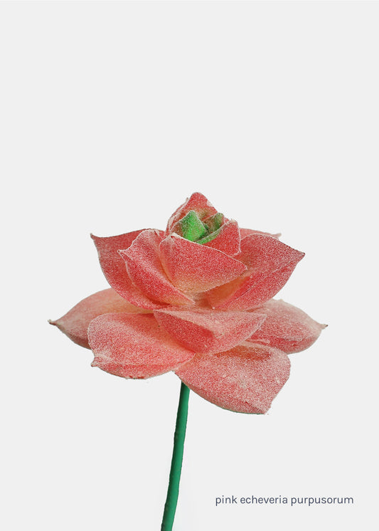 Official Key Items Artificial Succulents - Pink Echeveria Purpusorum