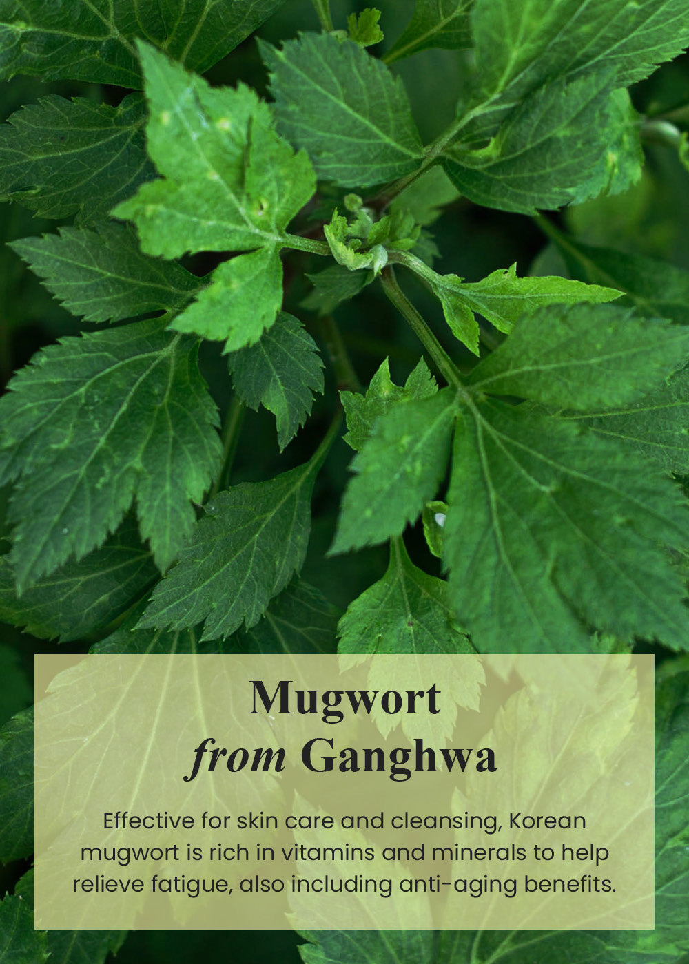 I’m from Mugwort Mask 110g