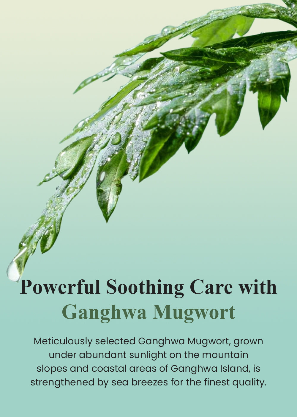 I'm from Mugwort Fluid Cream 50ml